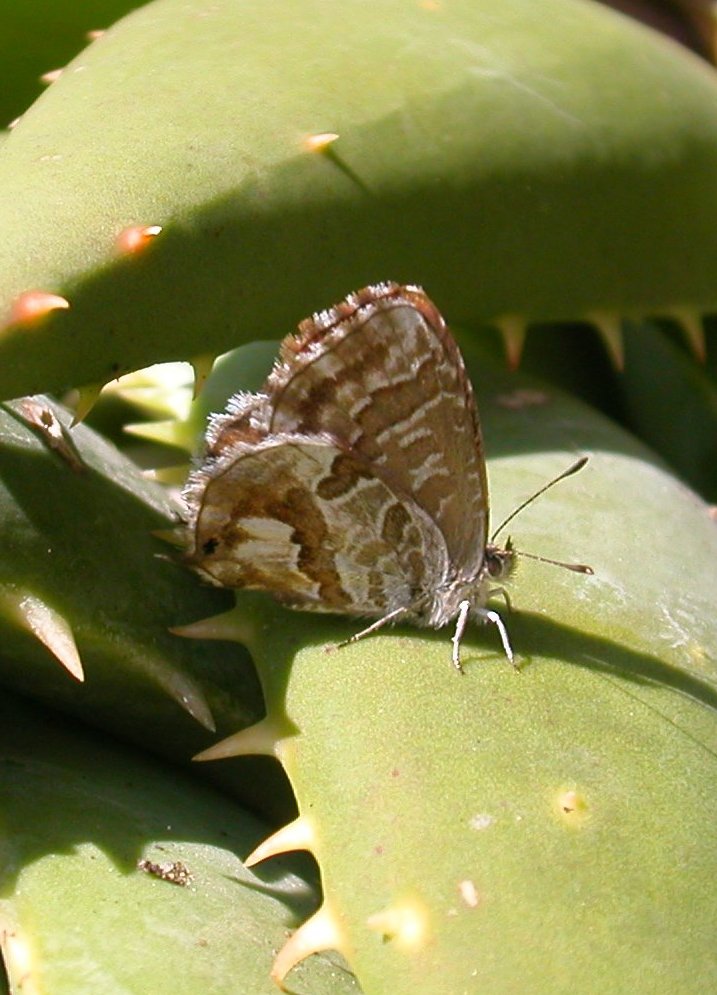 Cacyreus marshalli